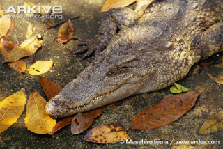 Illustration for article titled Sunday Crocodilian - Crocodylus siamensis Edition